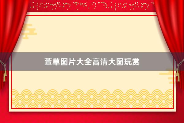 萱草图片大全高清大图玩赏
